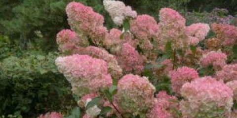 Přistání hortenzie na podzim v otevřené zemi